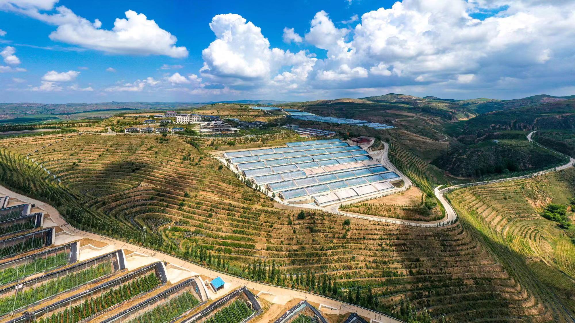 榆嶺窊村豐禾農(nóng)場(chǎng)的果蔬大棚。