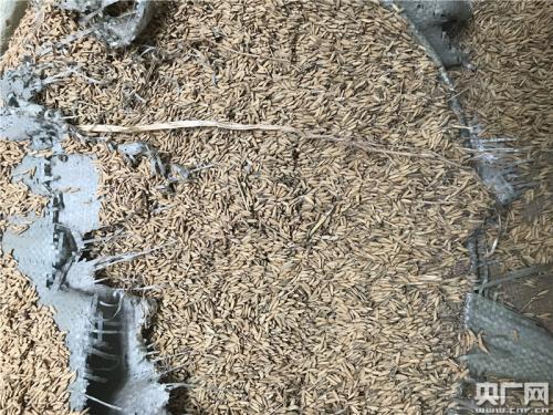 萬(wàn)寶收儲(chǔ)庫(kù)點(diǎn)的部分省級(jí)儲(chǔ)備糧已經(jīng)發(fā)黑霉變