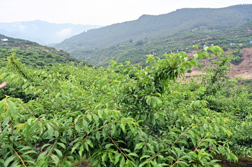 柑園村漫山遍野的脆李樹。鄒樂攝