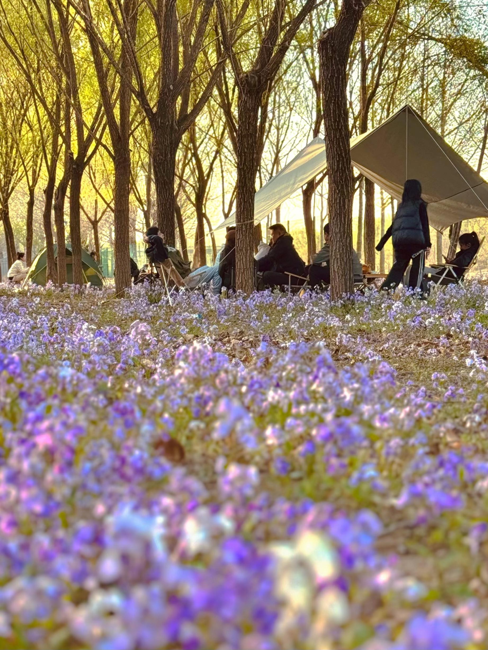 清明假期期間，范女士一家在北京溫榆河邊露營。受訪者供圖