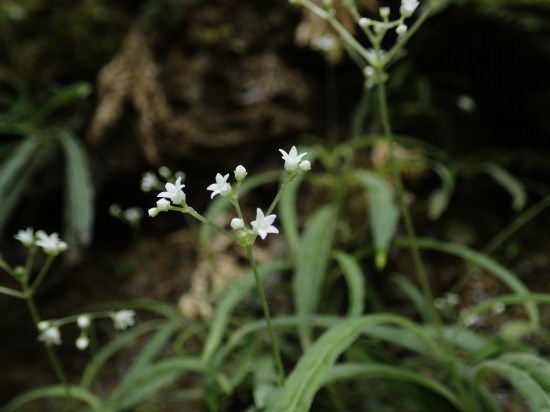 圖為線(xiàn)葉度量草。（廣西壯族自治區(qū)中醫(yī)藥研究院供圖）