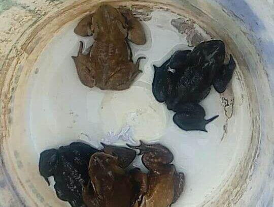 “幸存”下來(lái)的癩蛤蟆