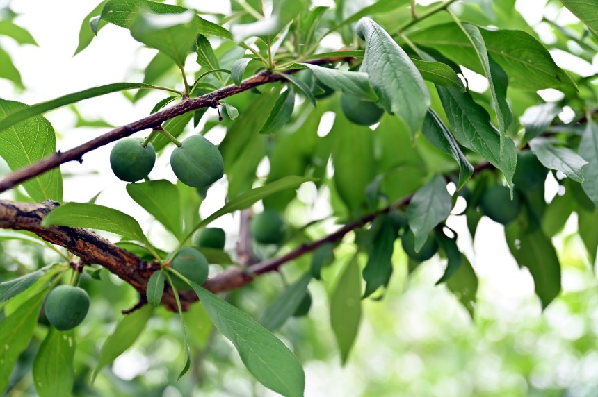 巫山縣曲尺鄉(xiāng)柑園村的脆李樹掛滿青果。鄒樂攝