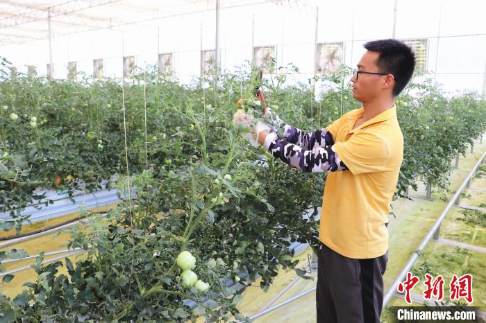 圖為在紅谷灘區(qū)元宇宙·VR數(shù)字農(nóng)業(yè)示范基地七彩番茄培育車間內(nèi)，農(nóng)業(yè)技術(shù)員正在對番茄植株進行修剪?！⌒苠\陽 攝