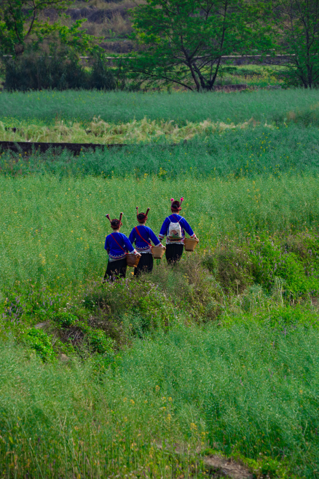 世外桃源春光好。網(wǎng)友“二流攝影師”攝