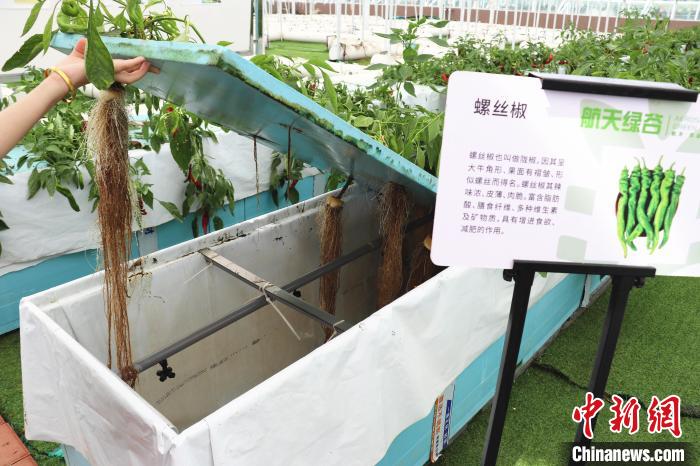 圖為在南昌市紅谷灘區(qū)元宇宙·VR數(shù)字農(nóng)業(yè)示范基地氣霧培養(yǎng)車間里，螺絲椒長勢良好?！⌒苠\陽 攝