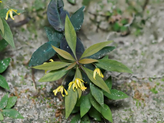 圖為洞生香草。（廣西壯族自治區(qū)中醫(yī)藥研究院供圖）