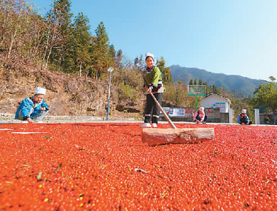 貴州省黔東南苗族侗族自治州榕江縣依托豐富的森林資源，大力發(fā)展林下草珊瑚中藥材種植等林下經(jīng)濟(jì)，實(shí)現(xiàn)農(nóng)民增收、林業(yè)增效。圖為榕江縣興華水族鄉(xiāng)星月村草珊瑚種植基地內(nèi)，村民在采收、晾曬草珊瑚果。 周光勝攝（人民視覺(jué)）